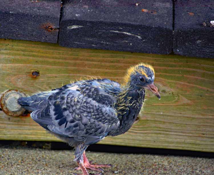 baby pigeon